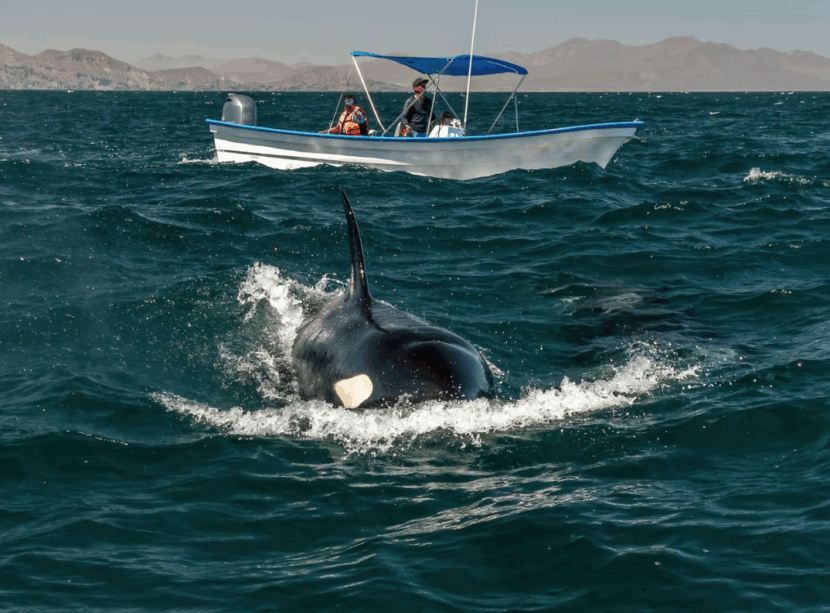 the number of people who want to swim with orcas in Baja has risen quickly. Photo by Andrea Izzotti/Alamy